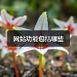网站功能包括哪些（图2）